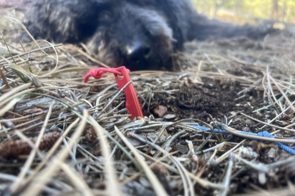 A close up of a tent stake anchoring a tent corner in piney soil.