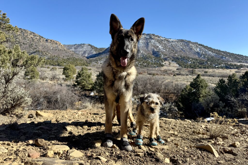 A German Shepherd Dog and small terrier stand next to each other wearing the Ruffwear Grip Trex boots. The area is rocky with pinion covered mesas in the background.